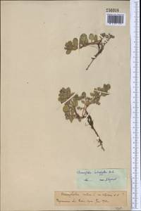 Dracocephalum heterophyllum Benth., Middle Asia, Pamir & Pamiro-Alai (M2)