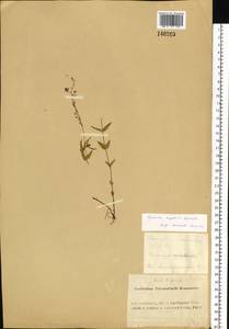 Veronica krylovii Schischk., Siberia, Altai & Sayany Mountains (S2) (Russia)