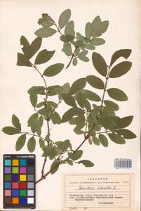 Lonicera caerulea L., Eastern Europe, North-Western region (E2) (Russia)