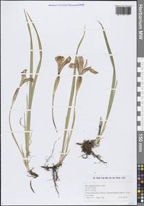 Iris ruthenica Ker Gawl., Siberia, Western Siberia (S1) (Russia)