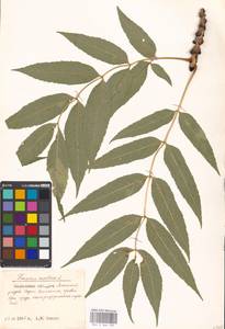 Fraxinus excelsior L., Eastern Europe, Moscow region (E4a) (Russia)