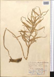 Polygonatum sewerzowii Regel, Middle Asia, Western Tian Shan & Karatau (M3) (Kazakhstan)