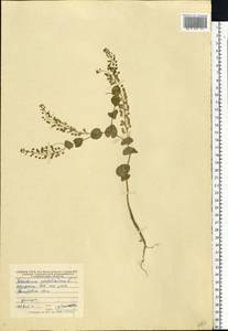 Lepidium perfoliatum L., Eastern Europe, Central forest-and-steppe region (E6) (Russia)