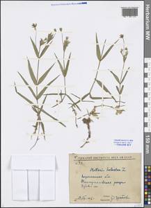 Rabelera holostea (L.) M. T. Sharples & E. A. Tripp, Eastern Europe, Central forest-and-steppe region (E6) (Russia)