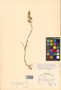 Poa macrocalyx Trautv. & C.A.Mey., Siberia, Russian Far East (S6) (Russia)