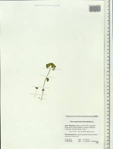 Chrysosplenium alternifolium L., Siberia, Baikal & Transbaikal region (S4) (Russia)
