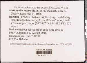 Marsupella emarginata (Ehrh.) Dumort., Bryophytes, Bryophytes - Russian Far East (excl. Chukotka & Kamchatka) (B20) (Russia)