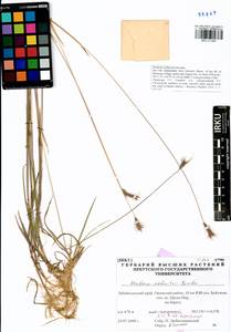 Hordeum roshevitzii Bowden, Siberia, Baikal & Transbaikal region (S4) (Russia)