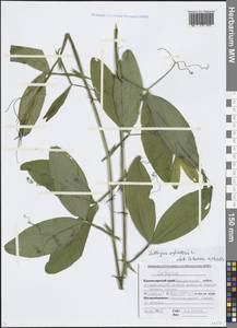 Lathyrus sylvestris L., Caucasus, Black Sea Shore (from Novorossiysk to Adler) (K3) (Russia)