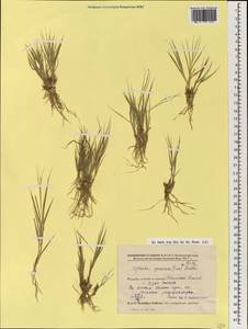 Cleistogenes squarrosa (Trin.) Keng, Mongolia (MONG) (Mongolia)