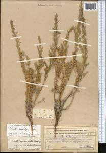 Cuscuta brevistyla A. Braun, Middle Asia, Muyunkumy, Balkhash & Betpak-Dala (M9) (Kazakhstan)