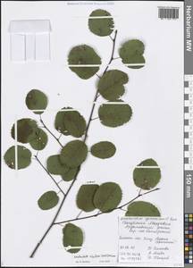 Amelanchier alnifolia (Nutt.) Nutt., Eastern Europe, Middle Volga region (E8) (Russia)