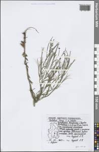 Epilobium lamyi F. W. Schultz, Eastern Europe, Volga-Kama region (E7) (Russia)