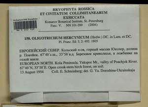 Oligotrichum hercynicum (Hedw.) DC., Bryophytes, Bryophytes - Karelia, Leningrad & Murmansk Oblasts (B4) (Russia)