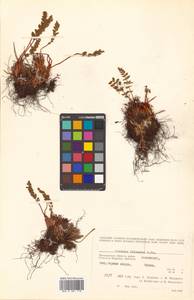 Woodsia ilvensis (L.) R. Br., Siberia, Chukotka & Kamchatka (S7) (Russia)