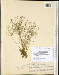 Androsace filiformis Retz., Eastern Europe, Central region (E4) (Russia)