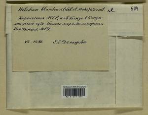 Helodium blandowii (F. Weber & D. Mohr) Warnst., Bryophytes, Bryophytes - Karelia, Leningrad & Murmansk Oblasts (B4) (Russia)