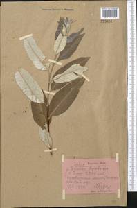 Salix turanica Nasarow, Middle Asia, Pamir & Pamiro-Alai (M2) (Tajikistan)