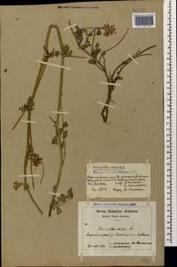 Coronilla varia L., Caucasus, Armenia (K5) (Armenia)
