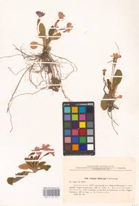 Primula vulgaris subsp. rubra (Sm.) Arcang., Caucasus, Abkhazia (K4a) (Abkhazia)