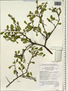 Rhamnus lycioides subsp. graeca (Boiss. & Reuter) Tutin, South Asia, South Asia (Asia outside ex-Soviet states and Mongolia) (ASIA) (Israel)