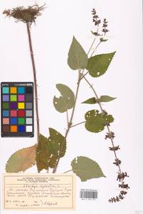 Stachys sylvatica L., Eastern Europe, Moscow region (E4a) (Russia)