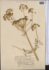 Ferula kelleri Koso-Pol., Middle Asia, Northern & Central Tian Shan (M4) (Kyrgyzstan)