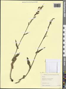 Rumex acetosa L., Caucasus, Dagestan (K2) (Russia)