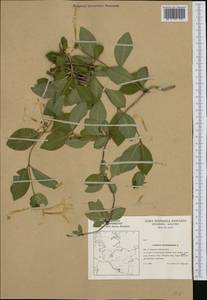 Lonicera periclymenum L., Western Europe (EUR) (Germany)