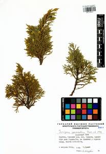 Juniperus pseudosabina Fisch. & C.A.Mey., Siberia, Baikal & Transbaikal region (S4) (Russia)