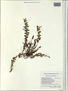 Hypericum humifusum, Australia & Oceania (AUSTR) (New Zealand)