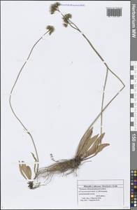 Pilosella piloselloides subsp. praealta (Gochnat) S. Bräut. & Greuter, Eastern Europe, Middle Volga region (E8) (Russia)
