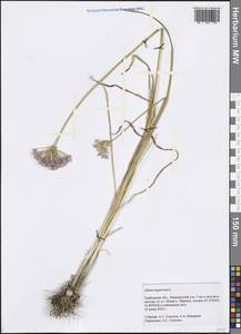 Allium angulosum L., Eastern Europe, Central forest-and-steppe region (E6) (Russia)