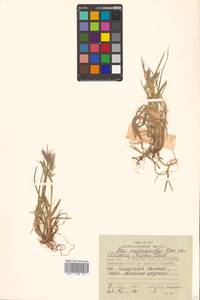 Poa lanata Scribn. & Merr., Siberia, Russian Far East (S6) (Russia)