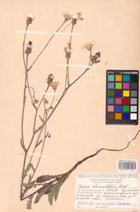 Crepis foetida subsp. rhoeadifolia (M. Bieb.) Celak., Eastern Europe, Moscow region (E4a) (Russia)