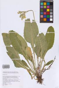 Primula veris L., Eastern Europe, Eastern region (E10) (Russia)