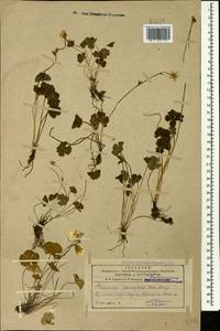 Ranunculus brachylobus Boiss. & Hohen., Caucasus, Armenia (K5) (Armenia)