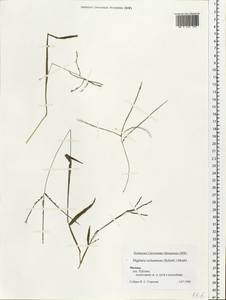 Digitaria ischaemum (Schreb.) Muhl., Eastern Europe, Moscow region (E4a) (Russia)