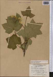 Rubus nutkanus Moc. ex Ser., America (AMER) (Canada)