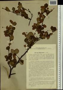 Betula fruticosa Pall., Siberia, Russian Far East (S6) (Russia)