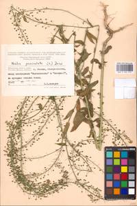 Neslia paniculata (L.) Desv., Eastern Europe, Moscow region (E4a) (Russia)