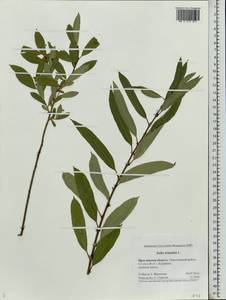 Salix triandra L., Eastern Europe, Central forest region (E5) (Russia)
