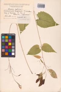 Lunaria rediviva L., Eastern Europe, Moscow region (E4a) (Russia)