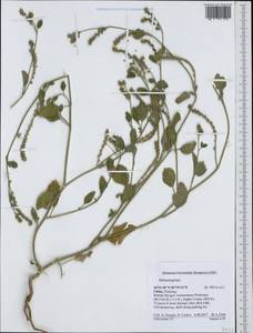 Heliotropium, South Asia, South Asia (Asia outside ex-Soviet states and Mongolia) (ASIA) (China)