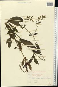 Silene dichotoma Ehrh., Eastern Europe, Moldova (E13a) (Moldova)