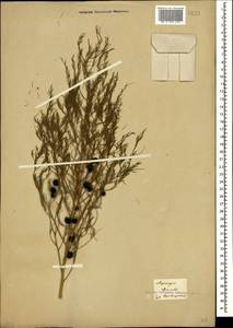 Asparagus officinalis L., Caucasus, Georgia (K4) (Georgia)