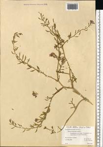 Cakile maritima subsp. baltica (Jord. ex Rouy & Foucaud) Hyl. ex P.W. Ball, Eastern Europe, North-Western region (E2) (Russia)