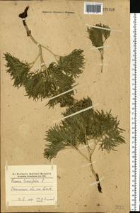 Paeonia tenuifolia L., Eastern Europe, South Ukrainian region (E12) (Ukraine)
