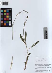 KUZ 004 385, Gypsophila altissima L., Siberia, Altai & Sayany Mountains (S2) (Russia)