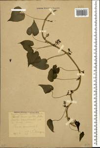 Dioscorea communis (L.) Caddick & Wilkin, Caucasus, Krasnodar Krai & Adygea (K1a) (Russia)